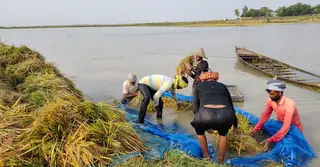 ভারত থেকে আসা উজানের ঢলে তলিয়ে গেছে সাড়ে চারশো বিঘা ধানখেত